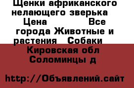 Щенки африканского нелающего зверька  › Цена ­ 35 000 - Все города Животные и растения » Собаки   . Кировская обл.,Соломинцы д.